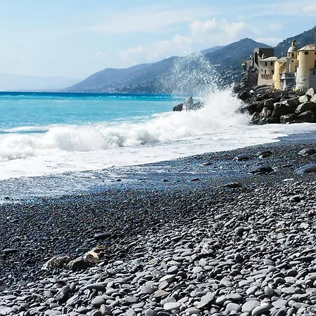 I Fiori Di Apartamento Camogli